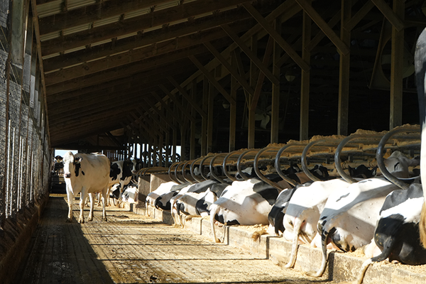 0624_HendelFarm_Freestall