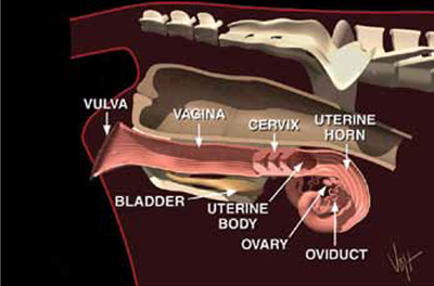 Reproductive Anatomy and Physiology of Cattle