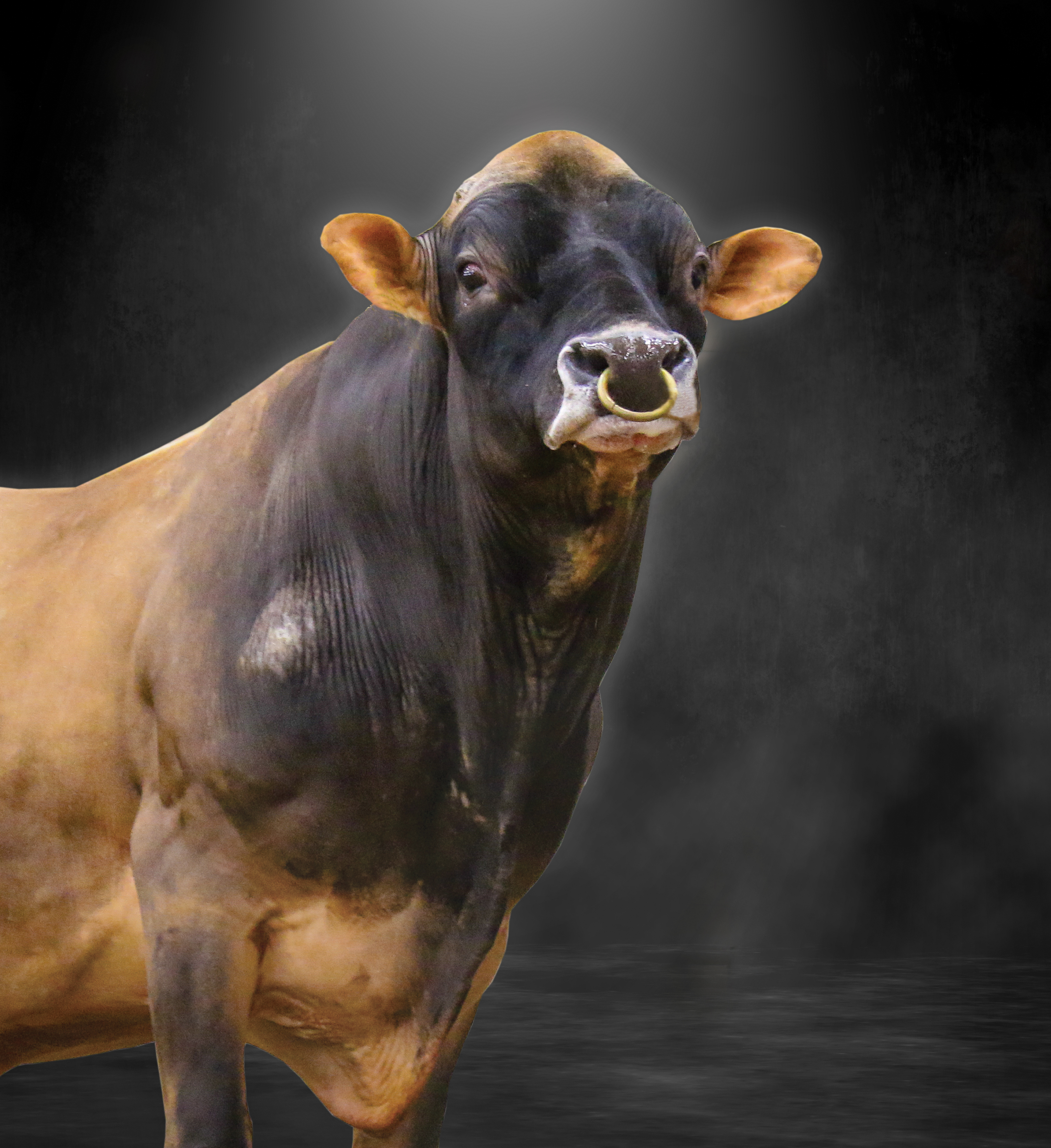 Bulls Jersey – Petsome