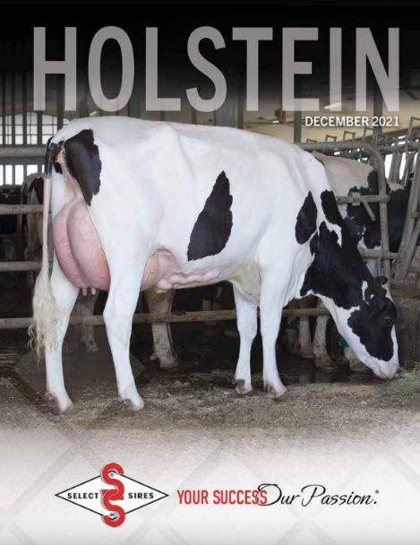Holstein December 2021
