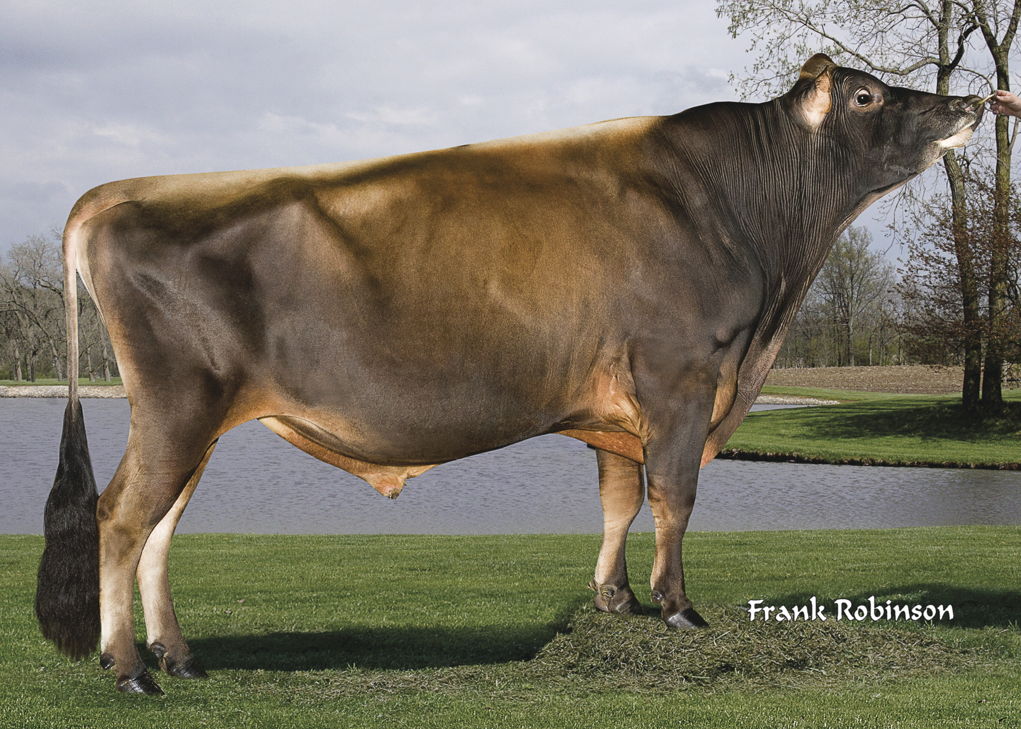 Right side photo of Jersey sire Valentino