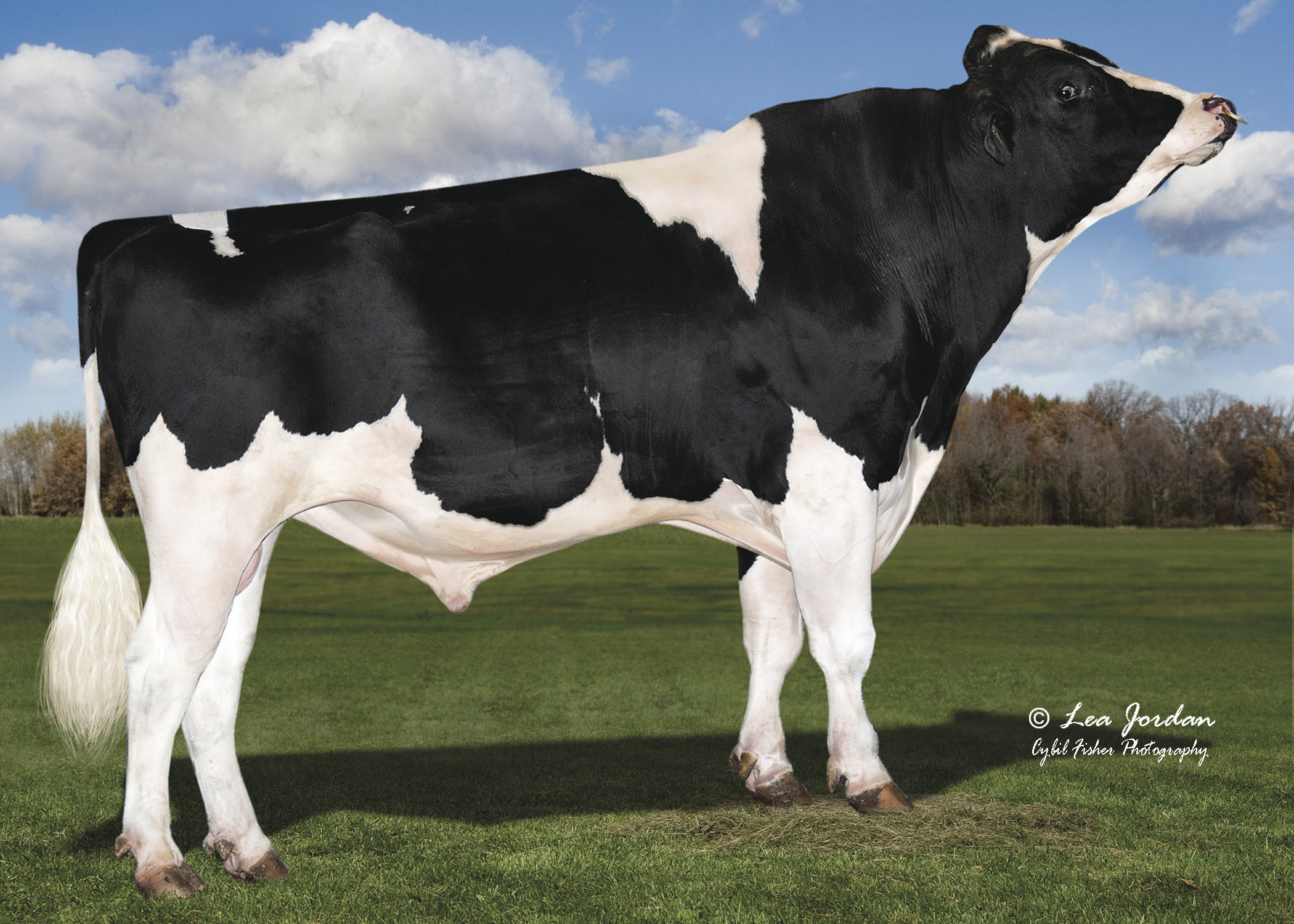 Right side photo of the bull Helix