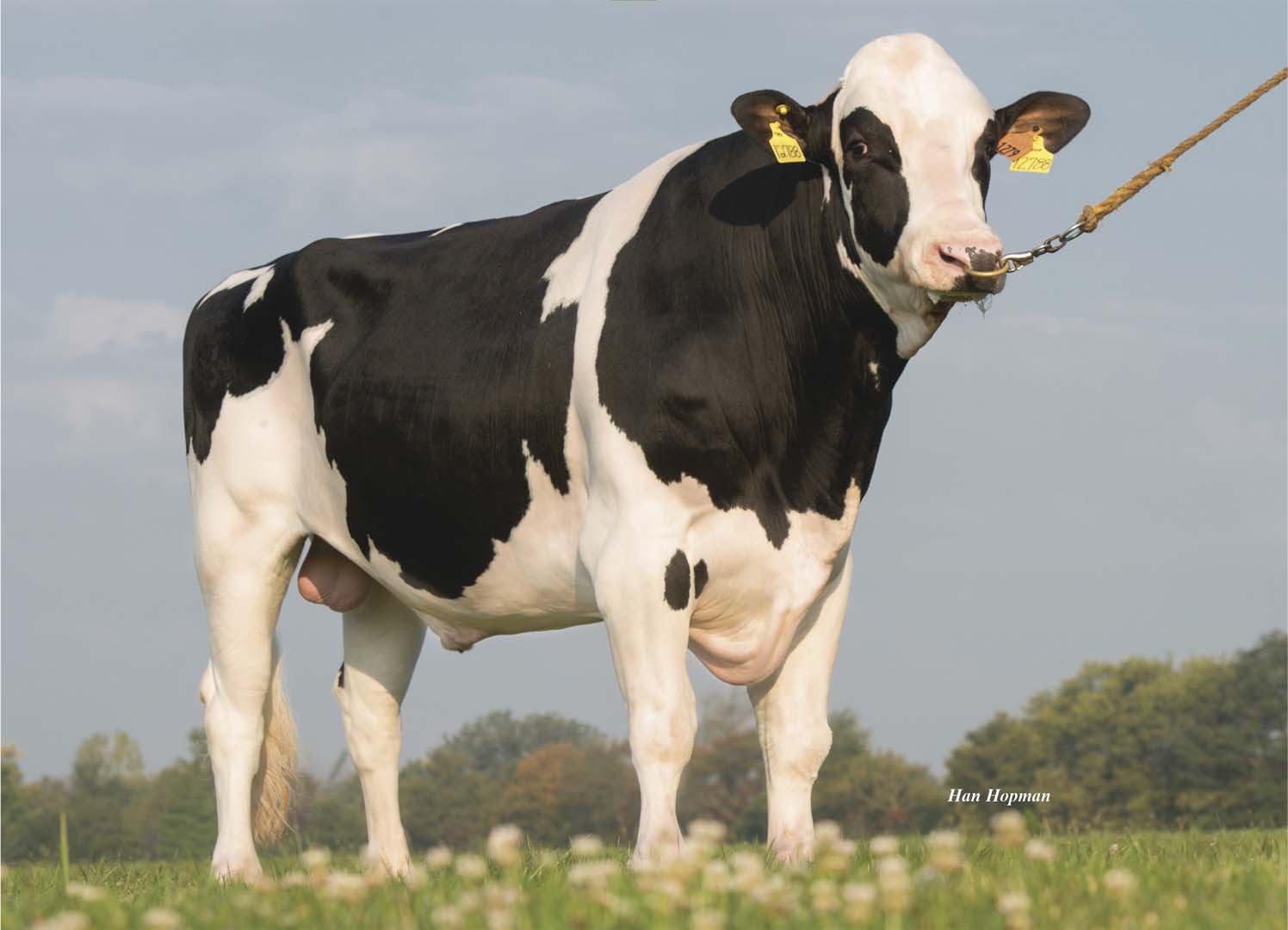 Front angle image of the Holstein bull Frazzled.