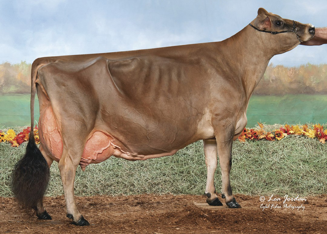 Hirds Colton Dream (E-94%).