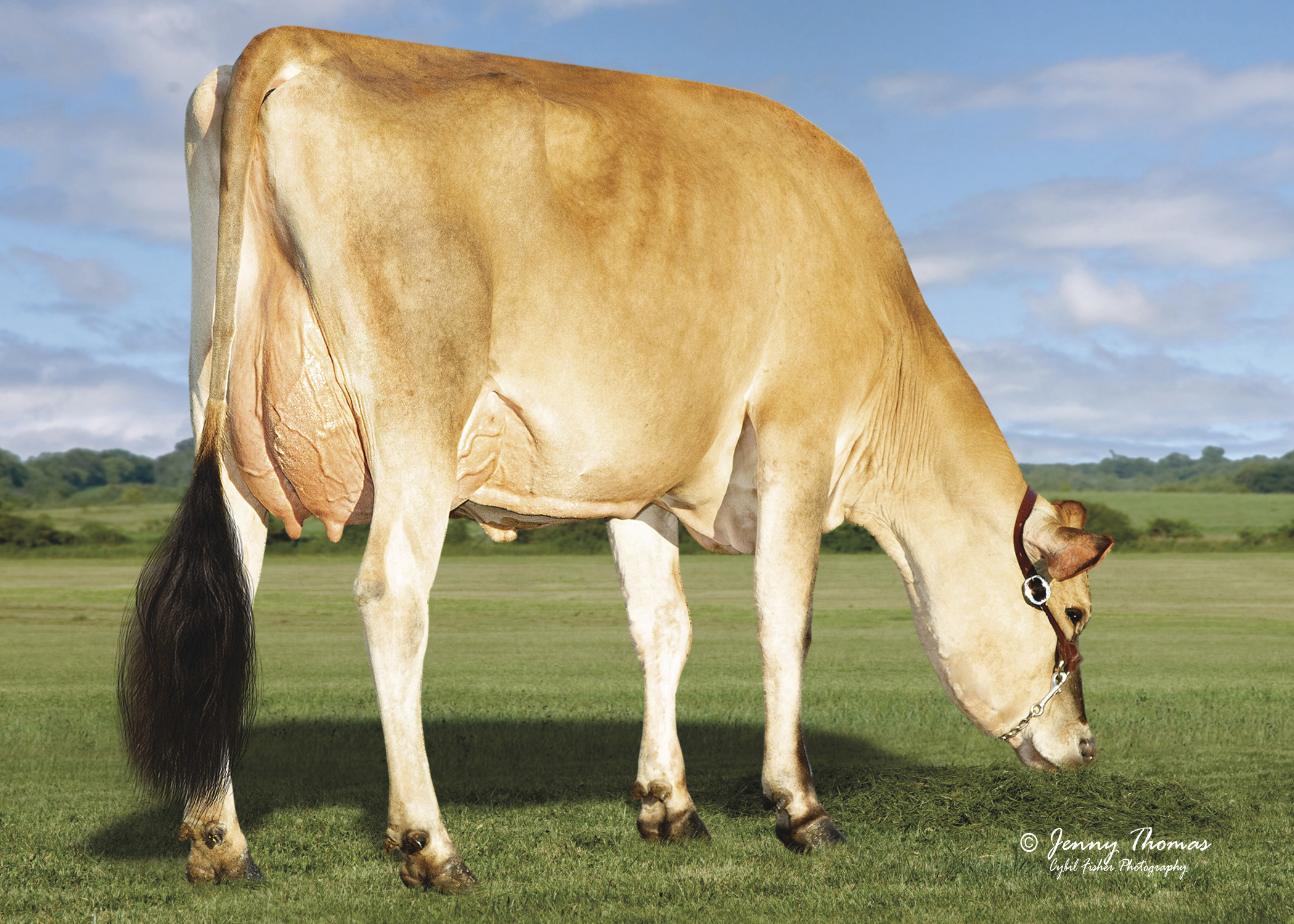7JE1570 JX STEPH {3}-P daughter