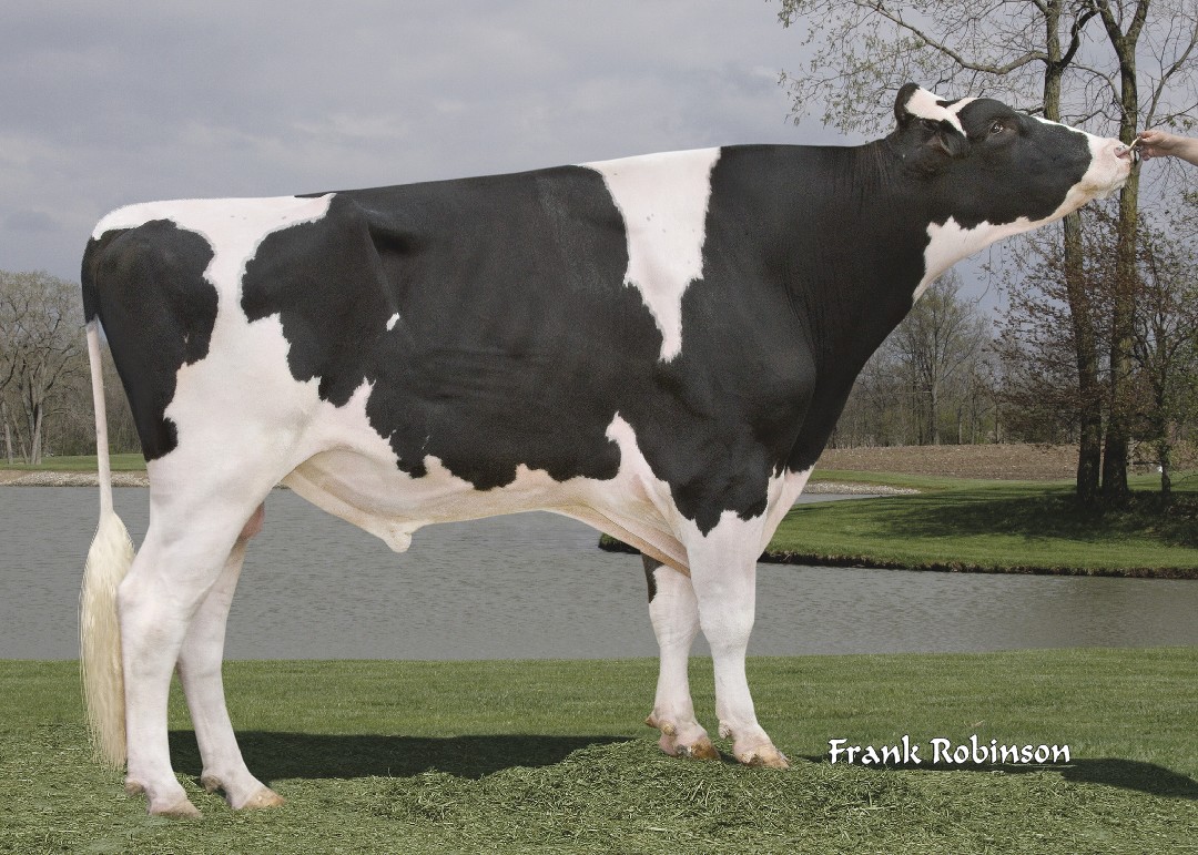 Holstein bull Dempsey's right side image.