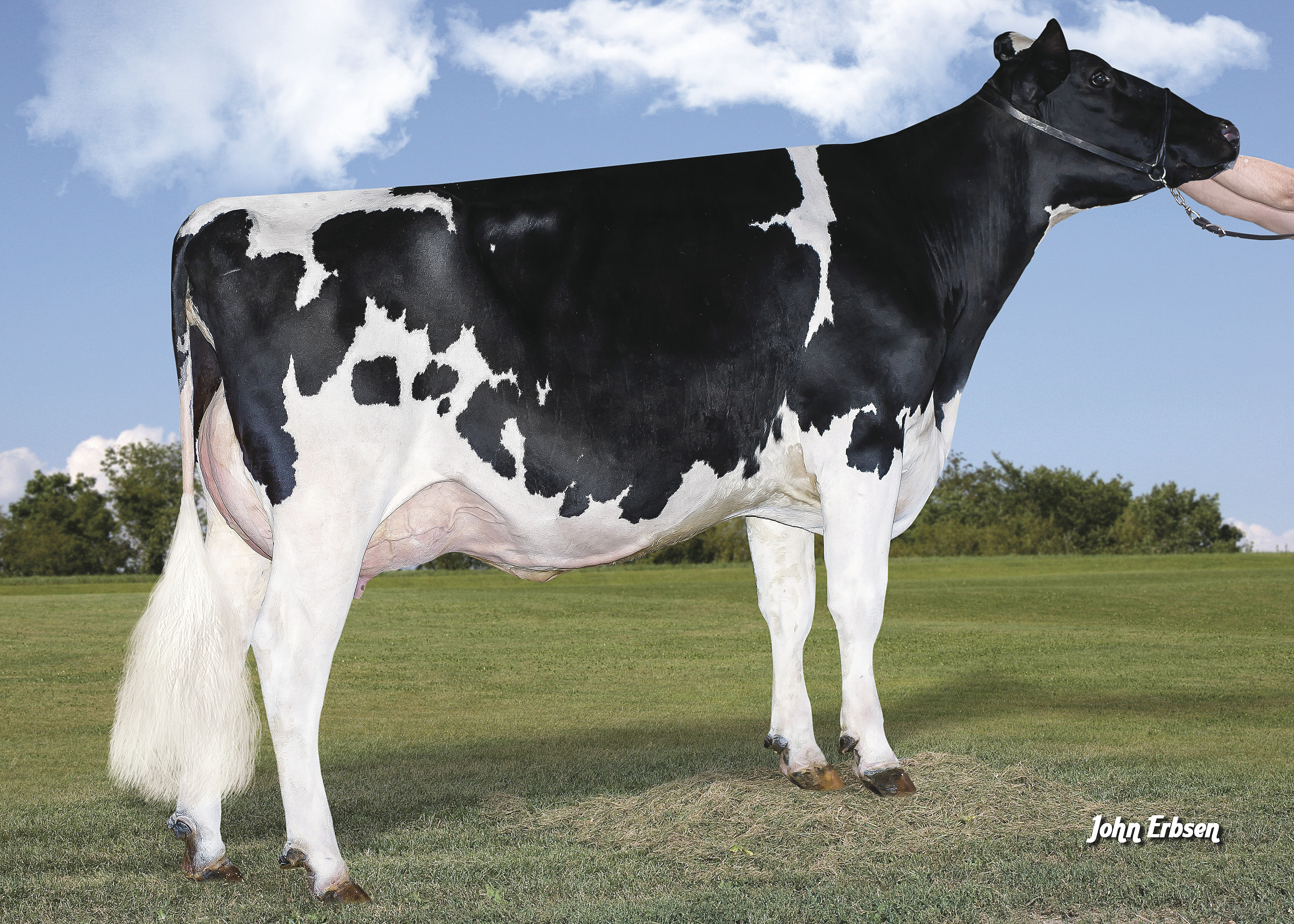 daughter sired by 7HO12978 HOUSE