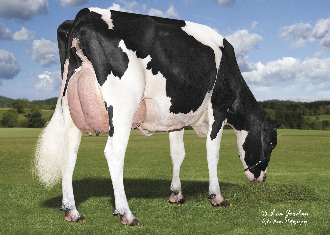 Griff daughter grazing.