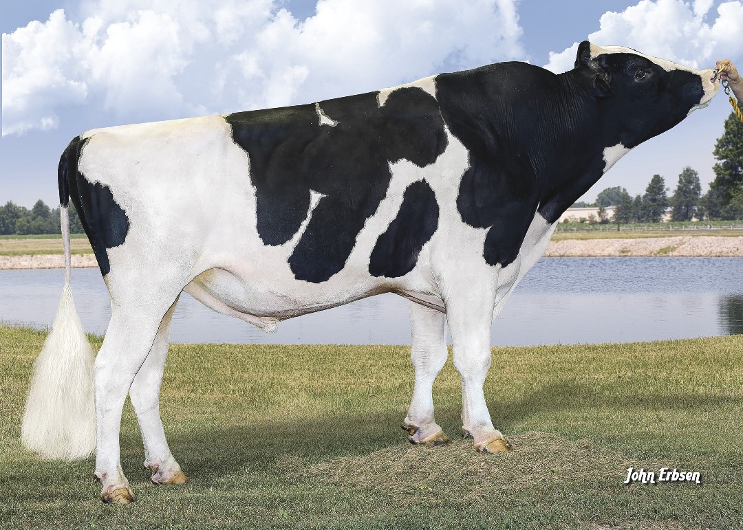 Right side image of the Holstein bull Duke.
