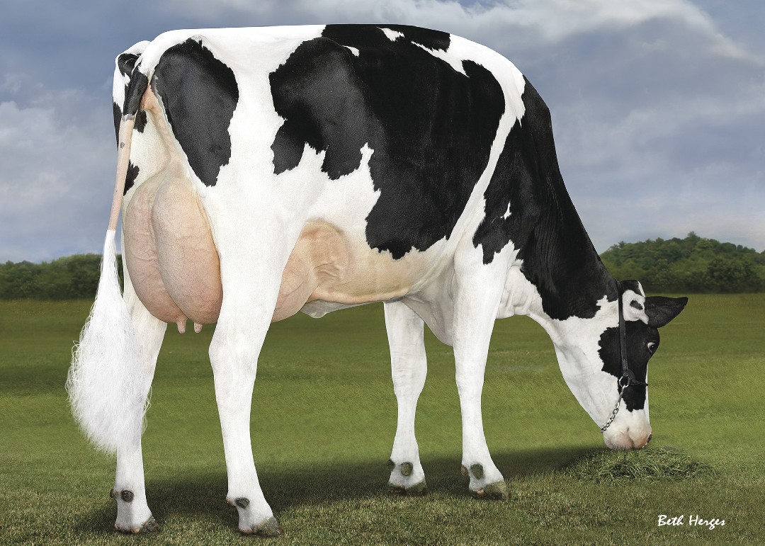 Frazzked daughter S-S-I Rocktfir 5033 8223-ET grazing.