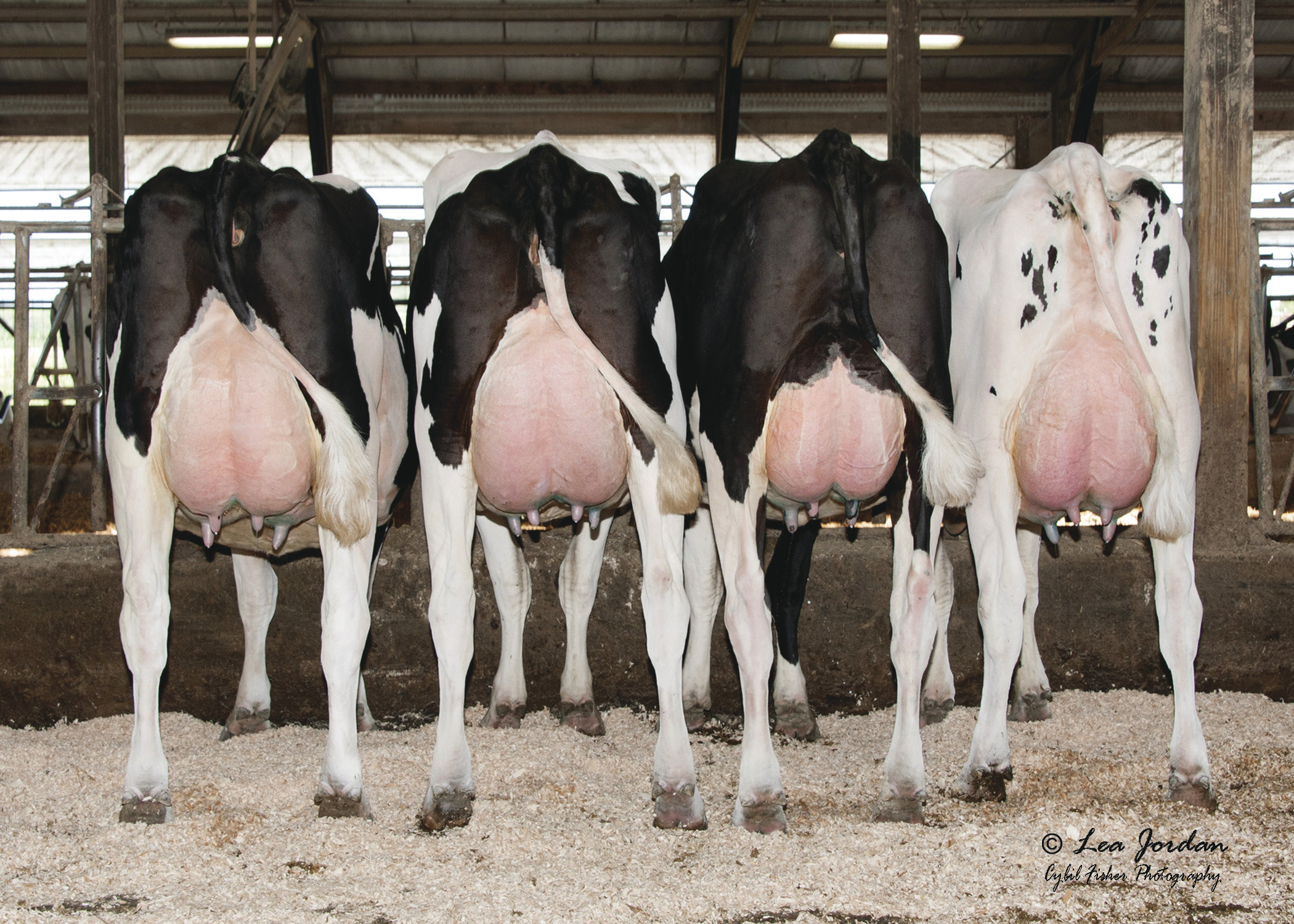 Rear view of four 250HO12975 PHARO daughters in headlocks