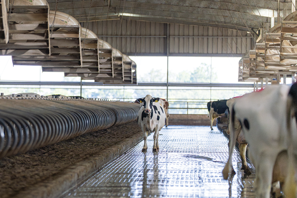 freestall_Single_cow