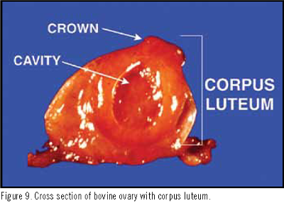 Reproductive Anatomy and Physiology of Cattle
