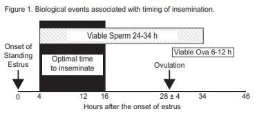 Biological events associated with the timing of insemination