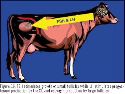 Reproductive Anatomy and Physiology of Cattle