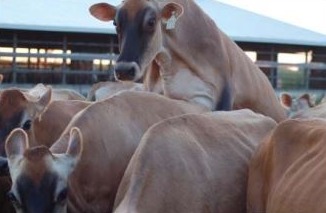 Jersey cow in standing heat.