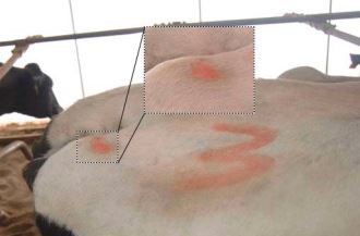 Rub marks on a cow's pins