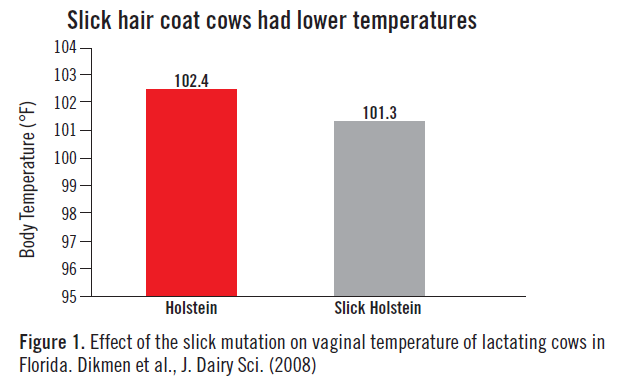 Figure 1. Slick cows had lower temperatures
