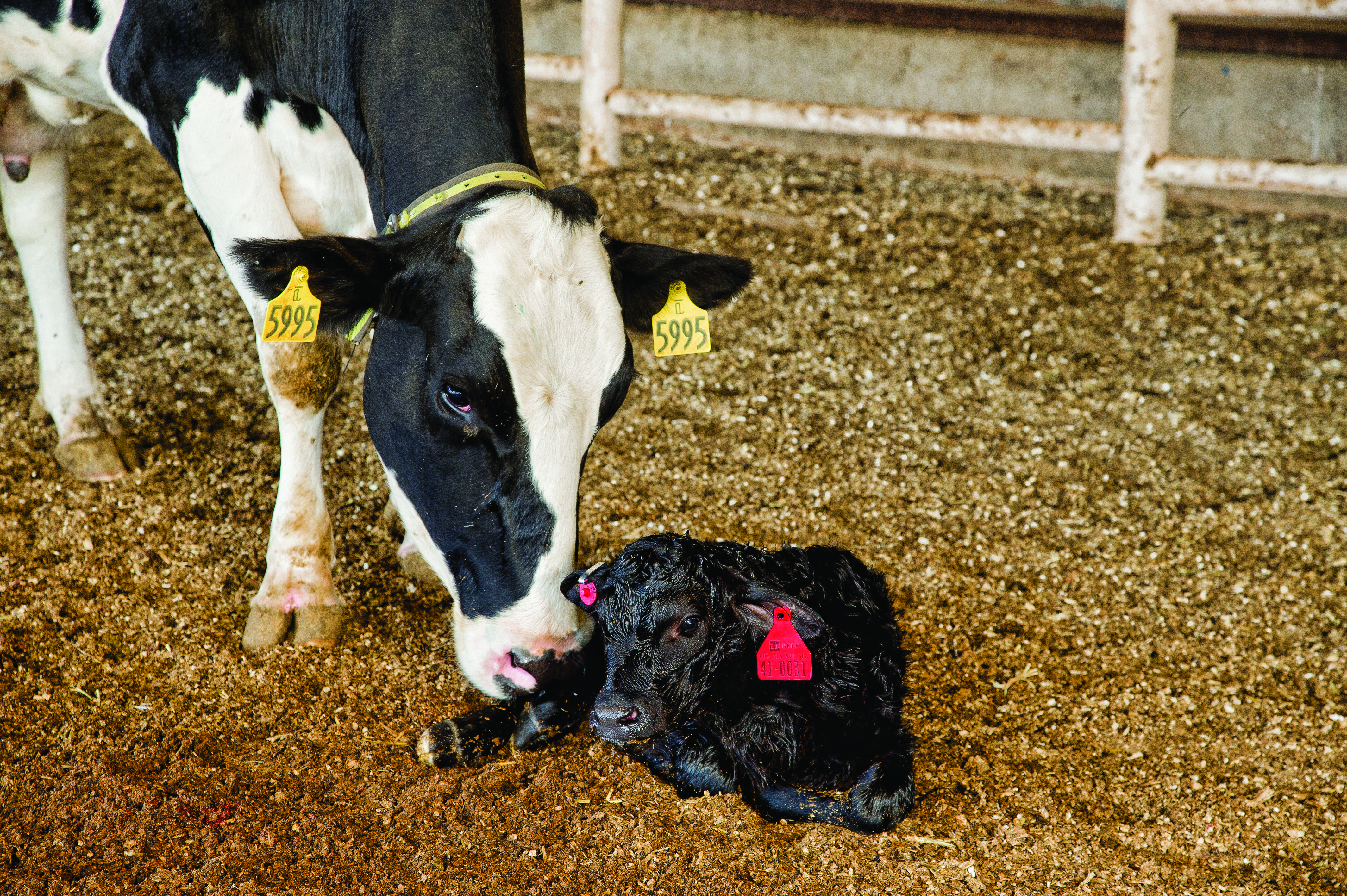 TD Beef Cow and Calf