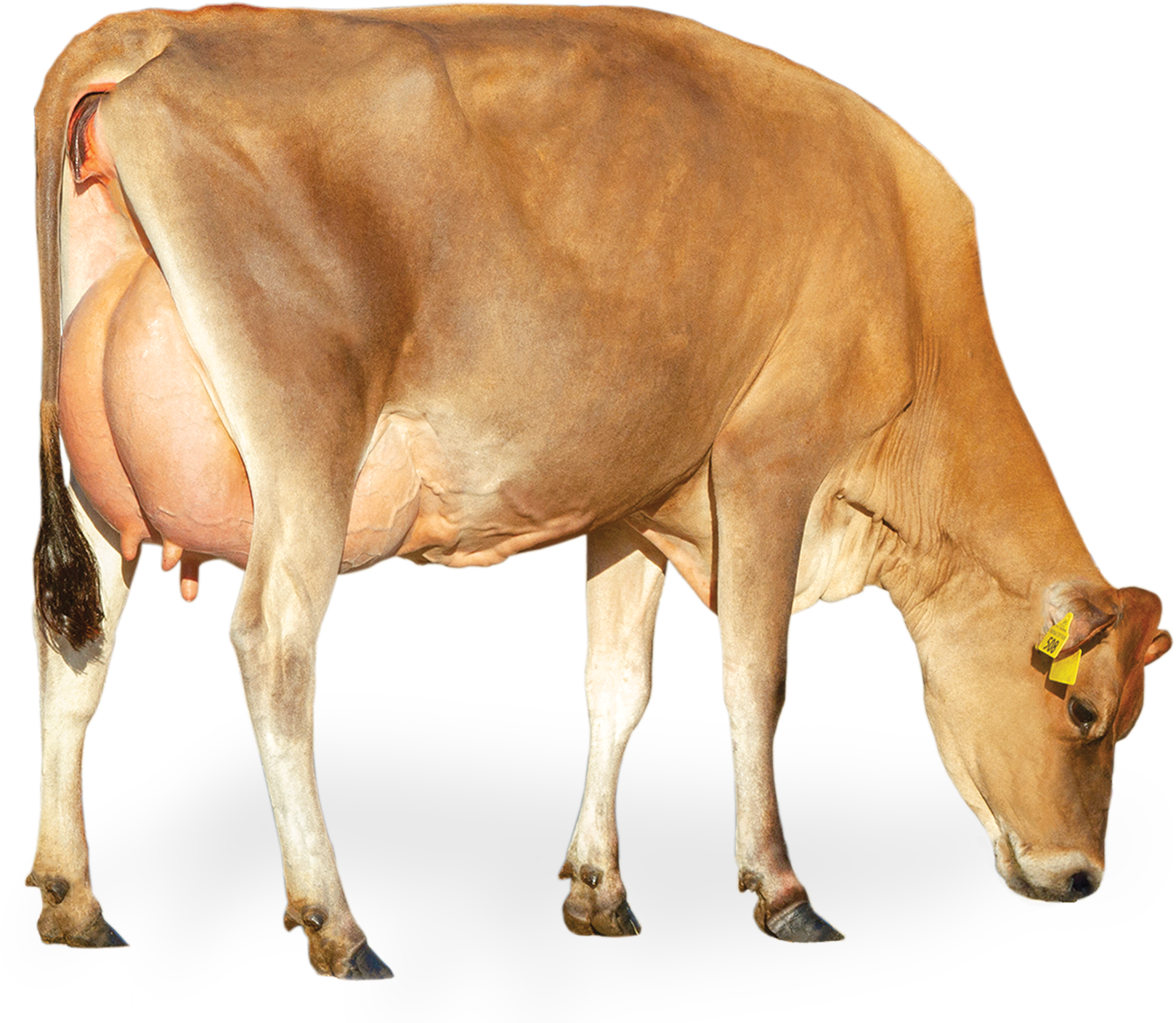 cow