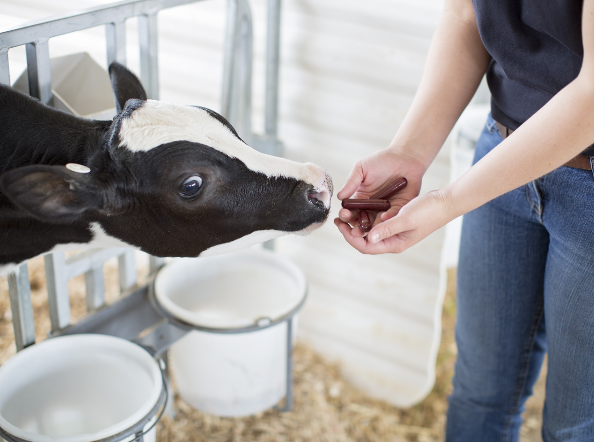 woman feeding calf