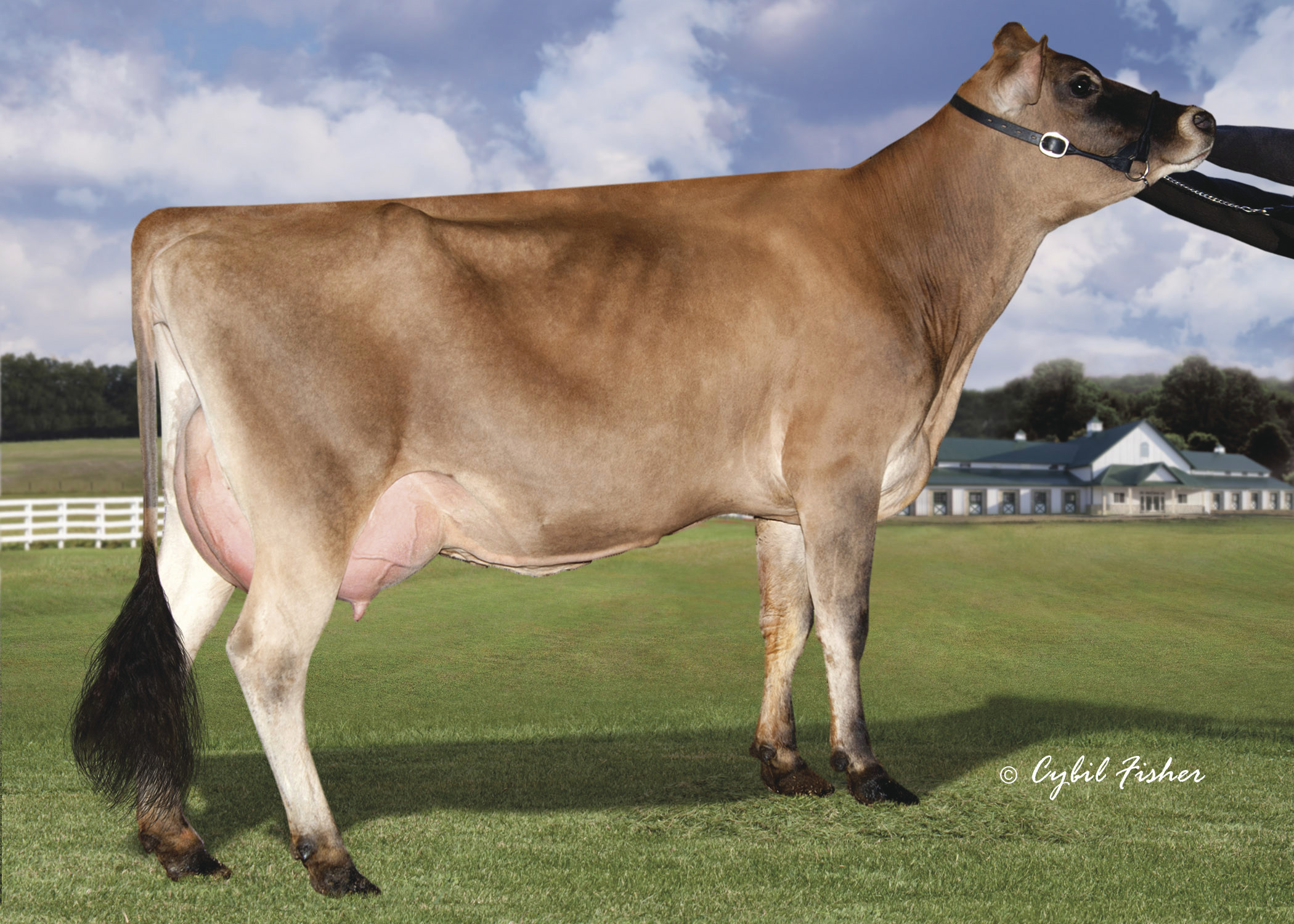 JXVictory50891Chief56815{5}