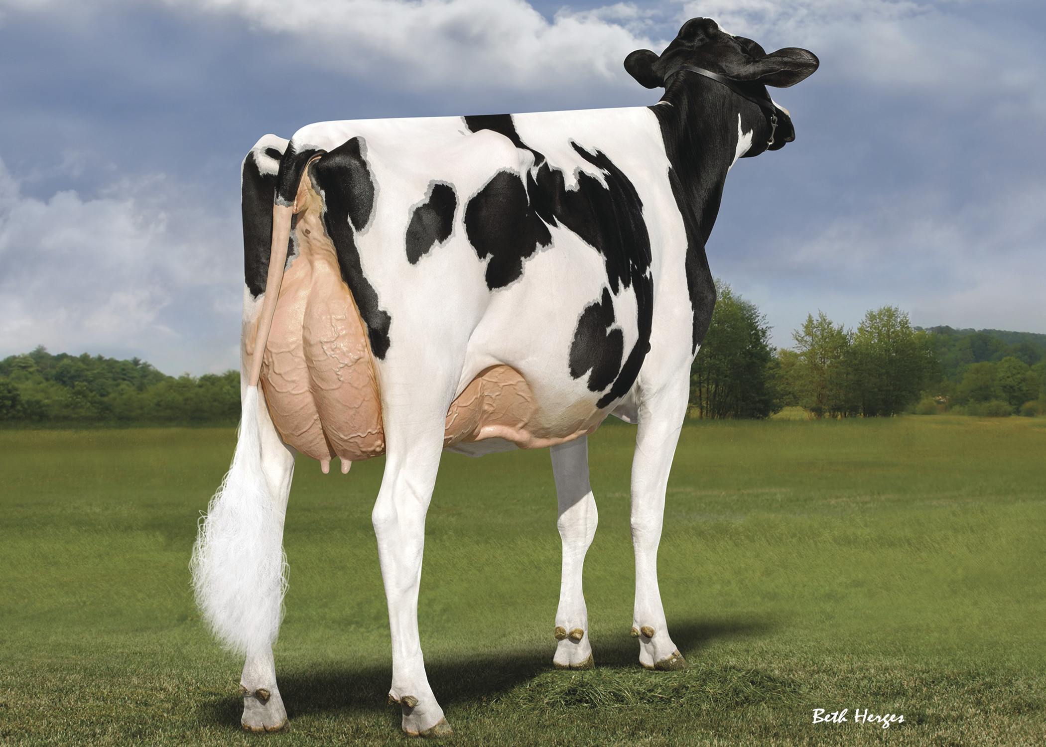 Tree-Hayven Tatoo Last Song