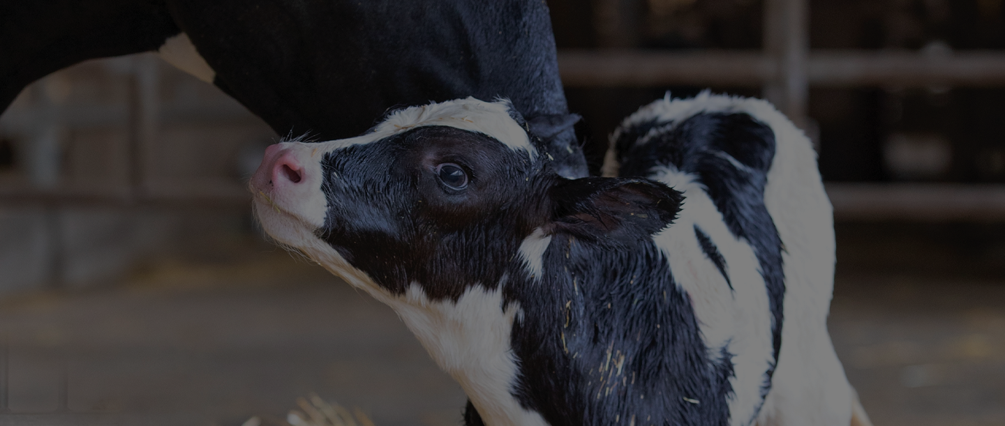 woman feeding calf