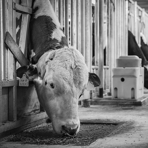 Jersey cows in headlocks eating