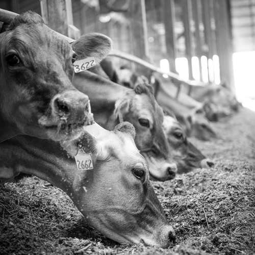 Jersey cows in headlocks eating