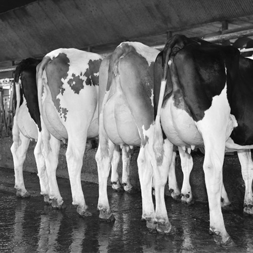 Jersey cows in headlocks eating